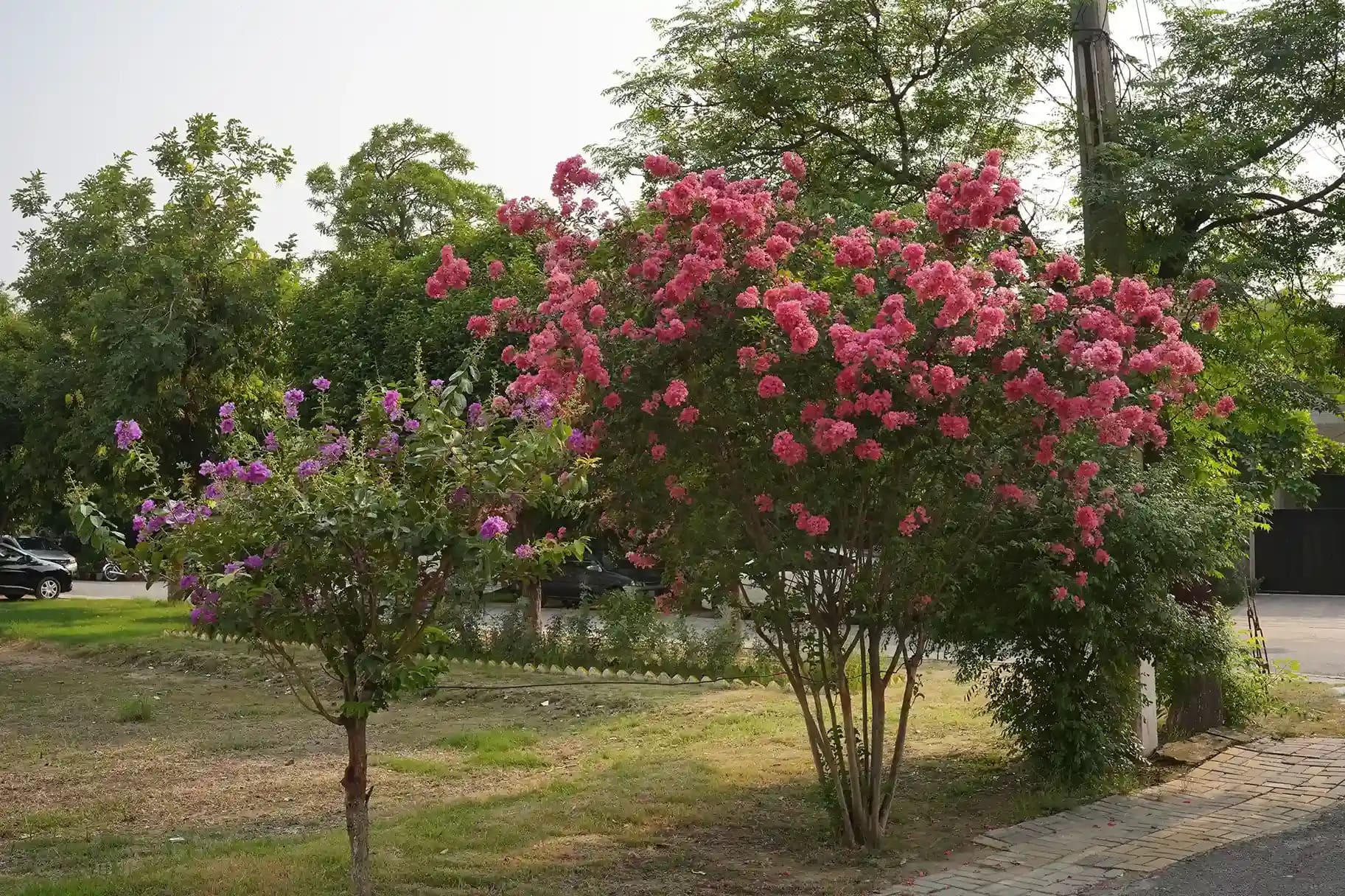 Landscaped green area with flowering trees
